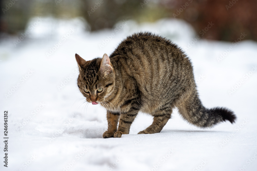 Katze im Schnee auf Futtersuche