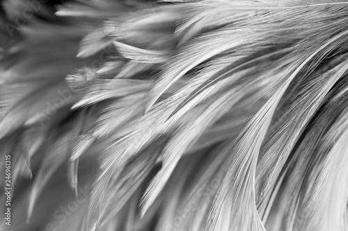Gray chicken feathers in soft and blur style for the background, black and white © apimook