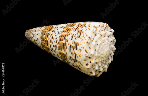 isolated seashell on a black background photo