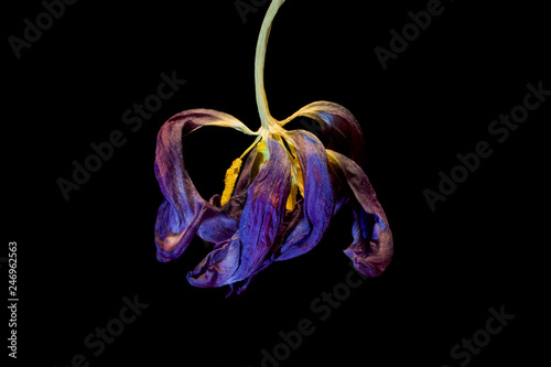 Fototapeta Naklejka Na Ścianę i Meble -  Dead purple tulip on black background
