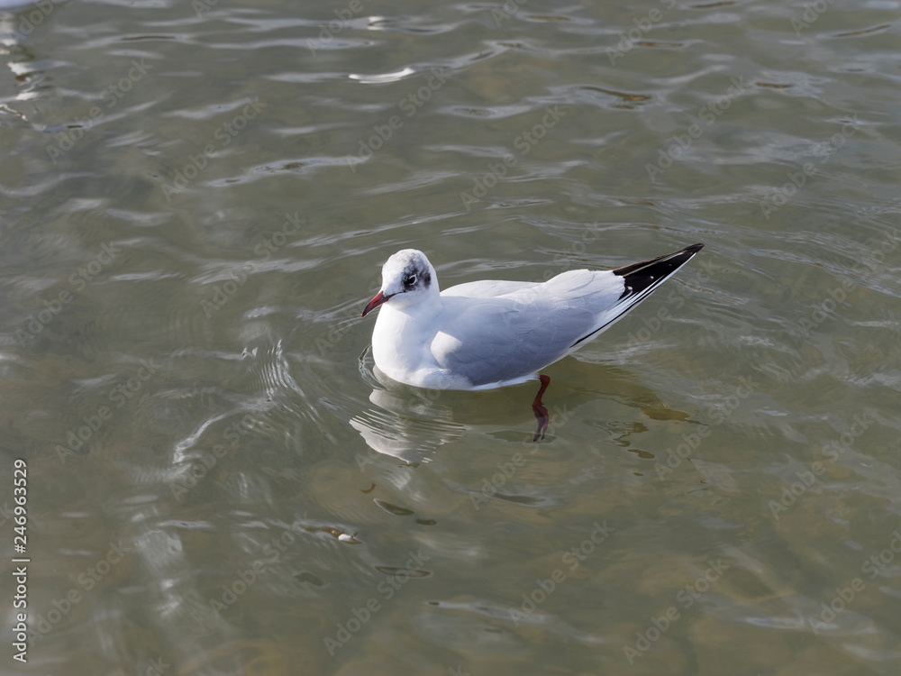 Chroicocephalus ridibundus - Mouette rieuse adulte sur l'eau au plumage blanc d'hiver avec une tâche noire sur derrière l'oeil Chroicocephalus ridibundus - Mouette rieuse adulte sur l'eau au plumage blanc d'hiver avec une tâche noire sur derrière l'oeil
