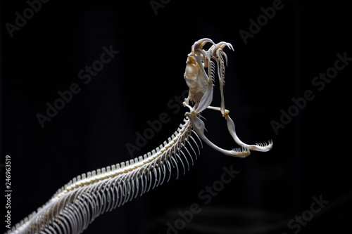 Esqueleto de serpiente