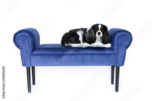 Dog on blue velvet bench isolated on white