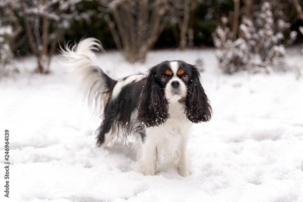 Fototapeta premium Cute dog on the snow