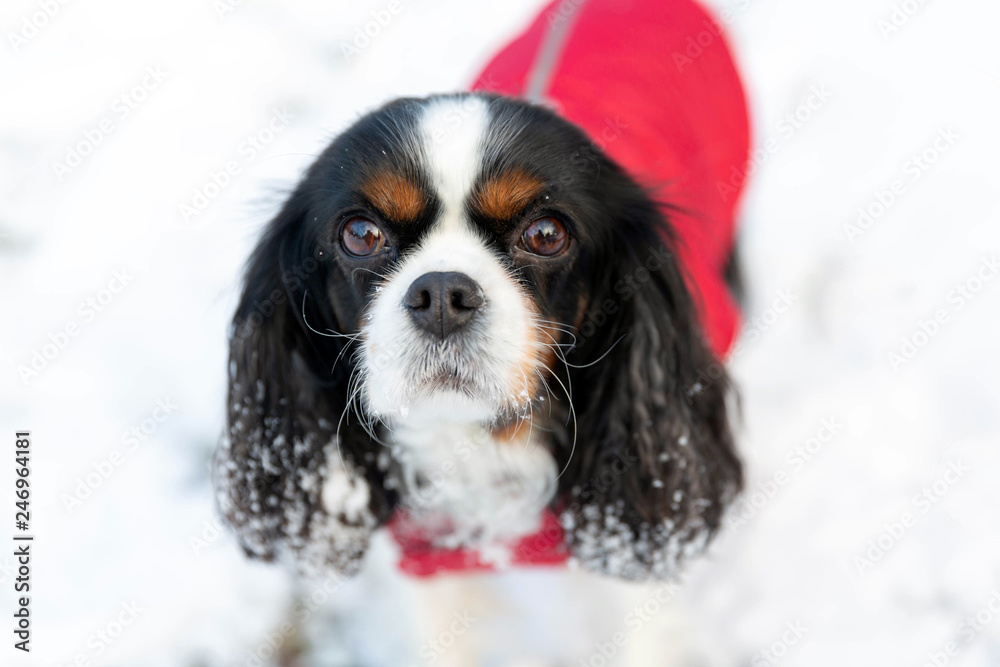 Cute dog on the snow