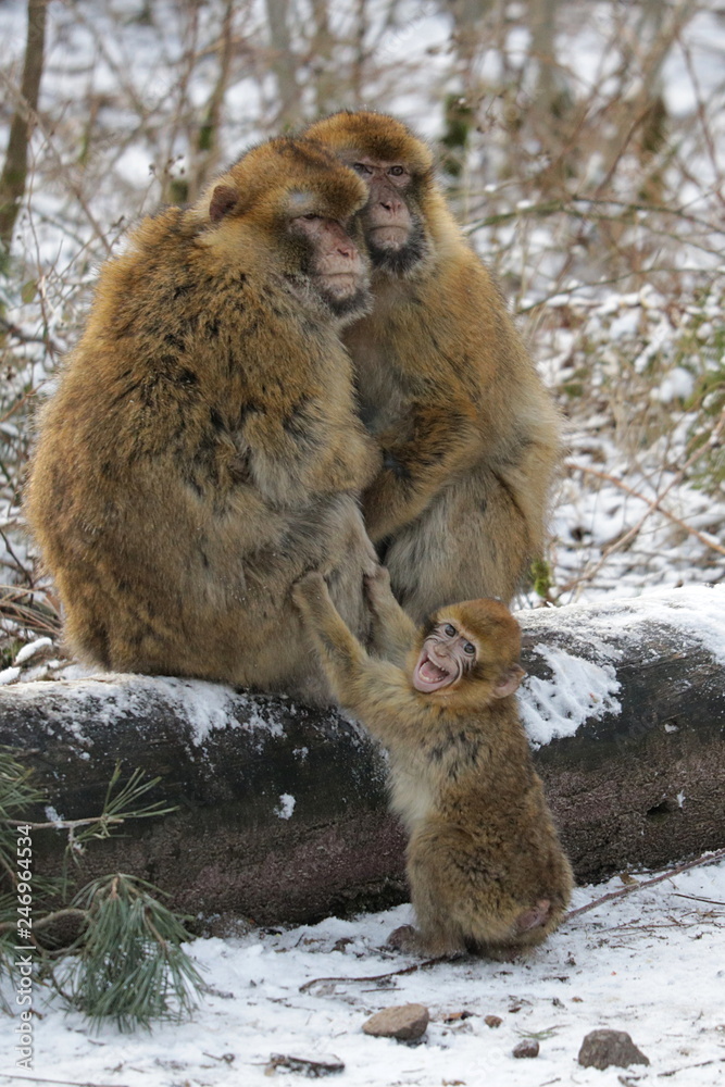 Obraz premium Affenfamilie im Winter