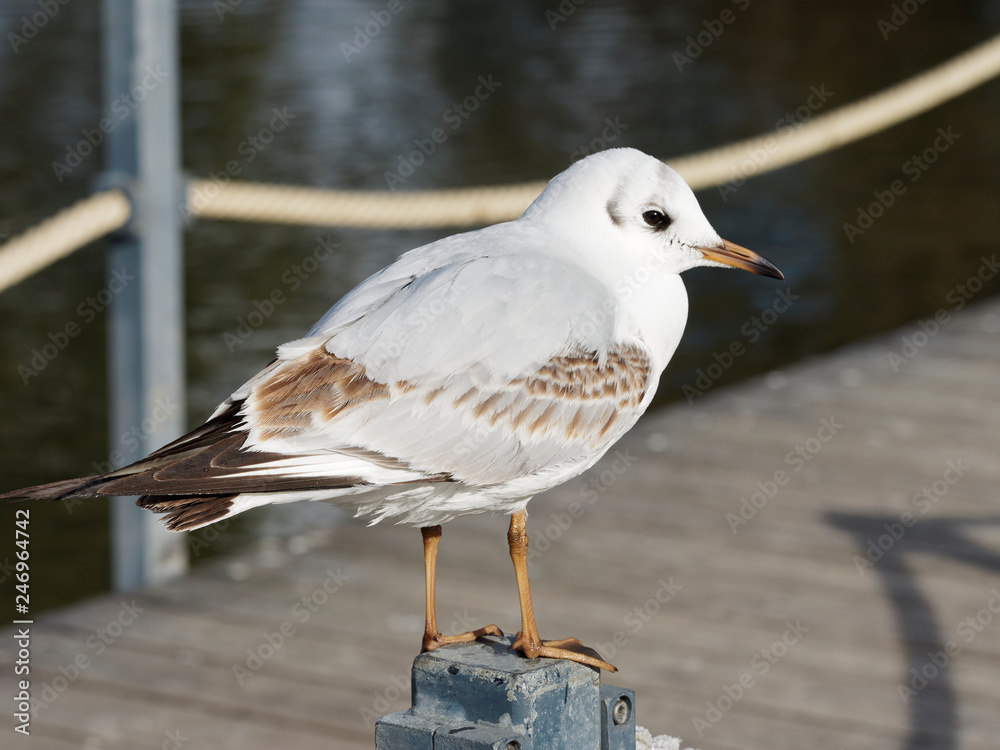 Chroicocephalus ridibundus - Gros plan sur une moutte rieuse juvénile au plumage blanc et taché de brun aux extrêmités des ailes Chroicocephalus ridibundus - Gros plan sur une moutte rieuse juvénile au plumage blanc et taché de brun aux extrêmités des ailes