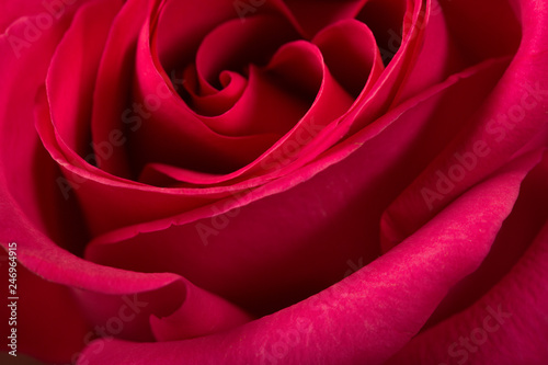 Fototapeta Naklejka Na Ścianę i Meble -  red rose background, close up shot, valentine day concept.