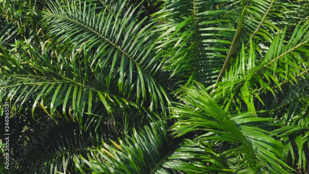 Aerial flight up above big lush green plants leaves among trees in jungle