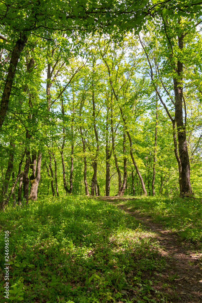 old walkway in the forest in the Sunny spring afternoon