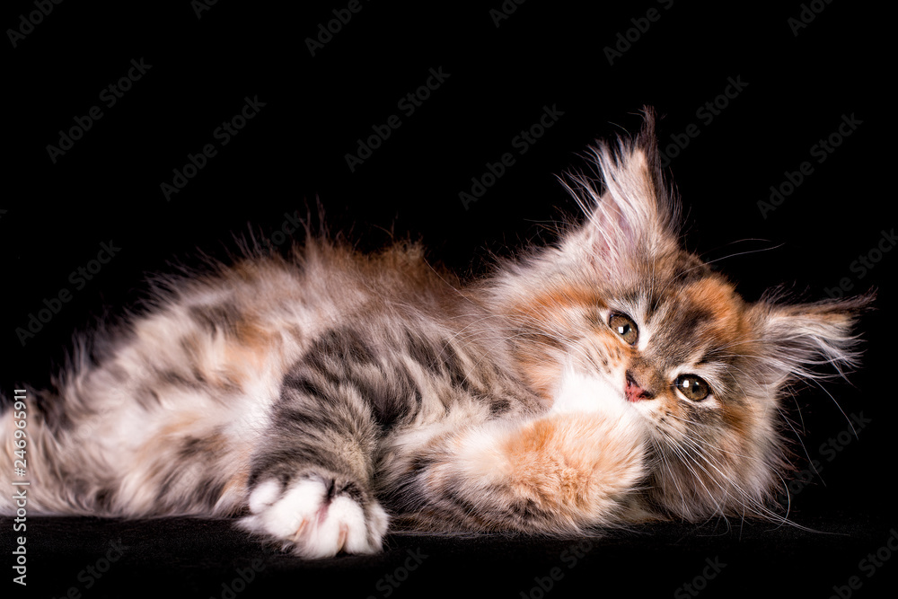 Nice cute maine coon kitten on black background in studio, isolated.