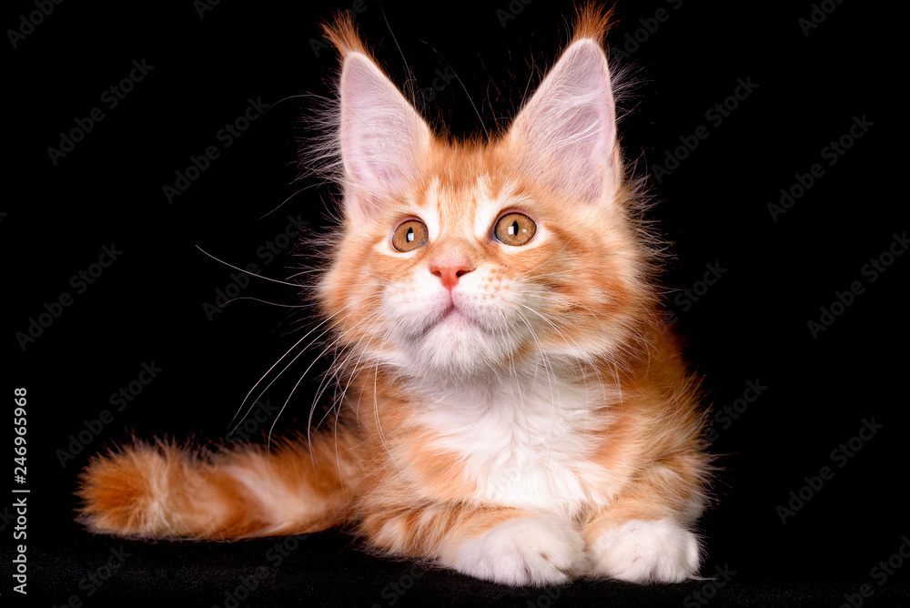 Nice cute maine coon kitten on black background in studio, isolated.
