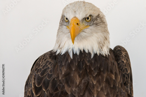 Portrait of a bald eagle isolated aginst a white backgroud