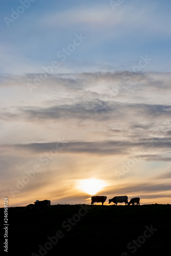Cows at sunset on the coast in Ireland