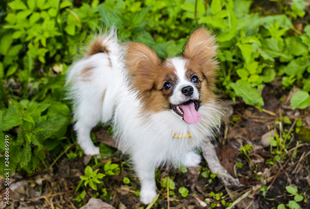 portrait of a dog