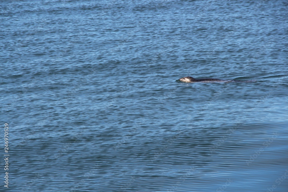 Obraz premium Ringed seal (Pusa hispida or Phoca hispida, also known as the jar seal and as netsik or nattiq) in the waters of the Pacific Ocean off the coast of the Kamchatka Peninsula, Russia.
