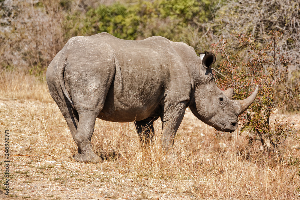 Obraz premium Rhino in Kruger park