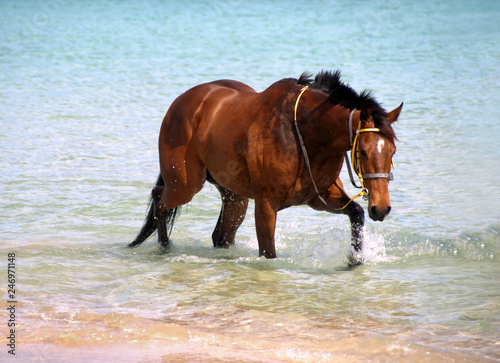 Beautiful horse at the beach cooling off in the ocean 