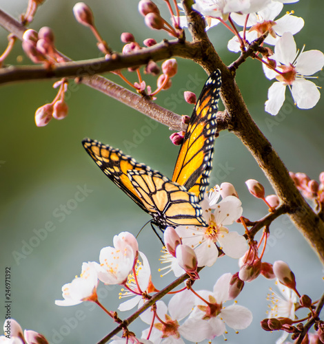  Save Download Preview Monarch butterfly (Danaus plexippus) feeding on flower blossoms 