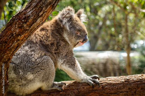 Canvas Print A very cute Koala, Phascolarctos cinereus, sleeps lying on branch of eucalyptus in Yanchep National Park in Western Australia