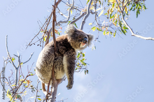 Canvas Print A very cute Koala, Phascolarctos cinereus, sleeps lying on branch of eucalyptus in Yanchep National Park in Western Australia