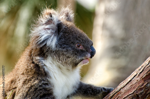 A very cute Koala, Phascolarctos cinereus, sleeps lying on branch of eucalyptus in Yanchep National Park in Western Australia. Yanchep has been home to a colony of koalas since 1938. © Imagevixen