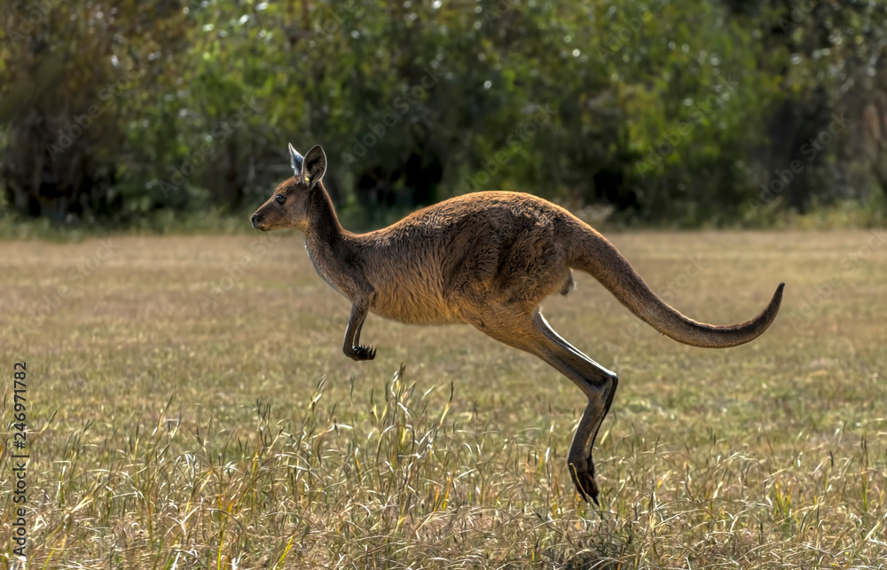 Western Grey Kangaroo (Macropus fuliginosus)