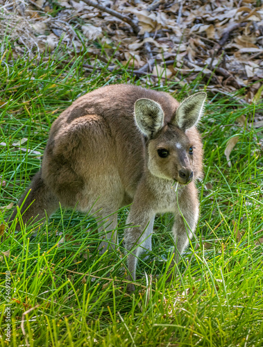 Fototapeta Naklejka Na Ścianę i Meble -  Western Grey Kangaroo (Macropus fuliginosus)