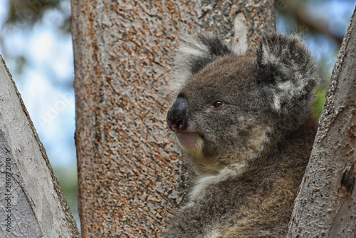Photography A cute koala, Phascolarctos cinereus, sleeps lying on branch of eucalyptus in Yanchep National Park in Western Australia