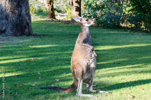 Western Grey Kangaroo , Perth Western Australia