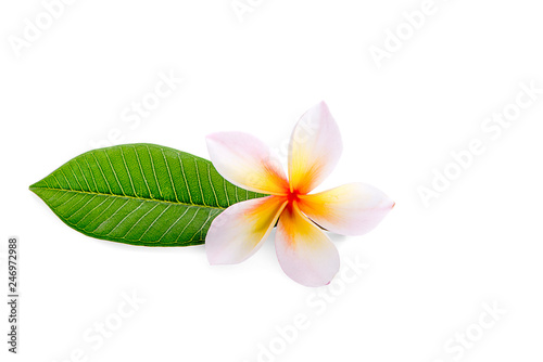 Tropical flowers frangipani (plumeria) isolated on white background