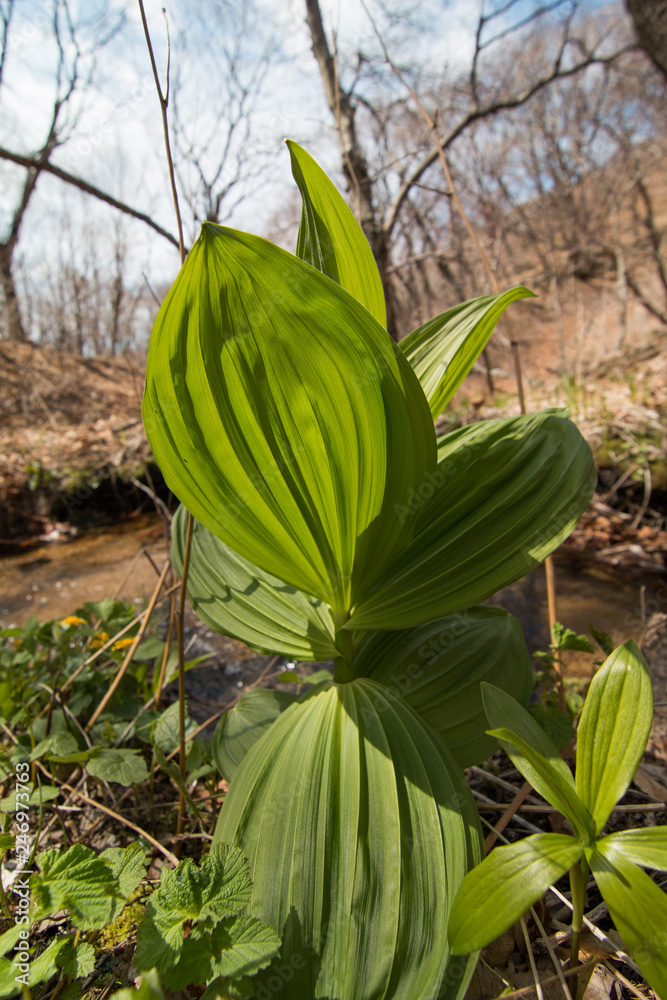 Obraz premium Spring flowers. spring. Flowers in the forest.