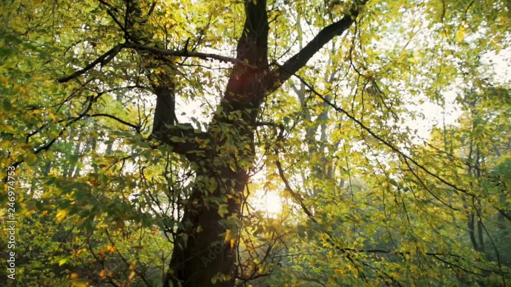 Panning Background Nature Video Shot of Sun Shining through the Green Leaves of a Big Tree in Late Summer or Autumn Panning Background Nature Video Shot of Sun Shining through the Green Leaves of a Big Tree in Late Summer or Autumn