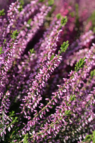 Common heather