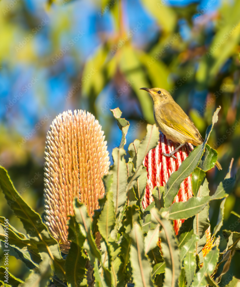 Brown Honeyeater (Lichmera indistincta) Sitting on a Banksia Flower Western Australia