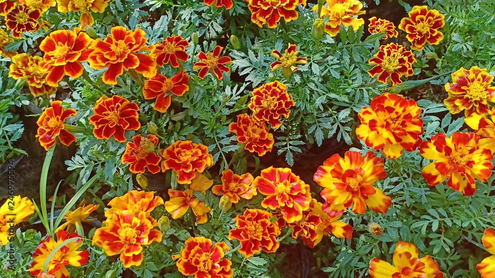 Marigold flower show again 