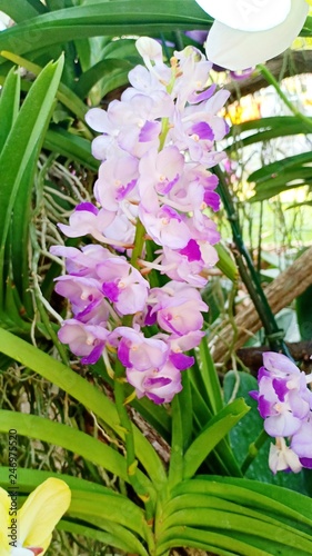 Fotografía Vanda orchid flower volume 525622256