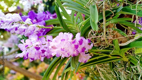 Fotografía Vanda orchid flower volume 898536