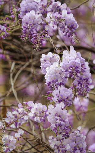 bouquet of wisteria flowers 