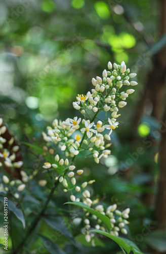 nandin flowers in autumn