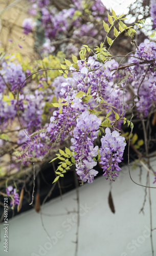 bouquet of wisteria flowers 