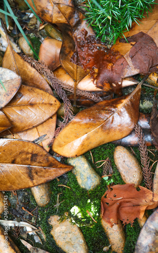 fallen leaves of late summer