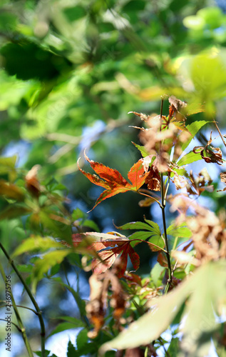 late autumn's leaves on green background