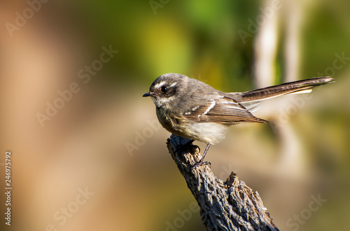 Grey Fantail - Rhipidura albiscapa - small insectivorous bird. It is a common fantail found in Australia photo