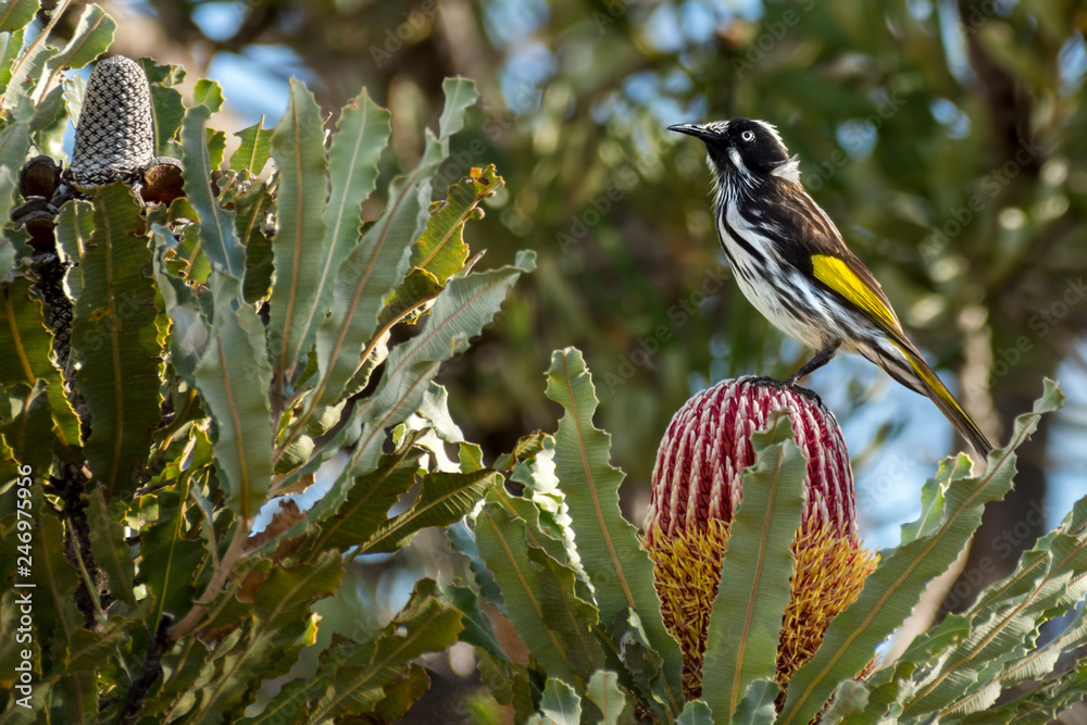 New Holland Honeyeater Phylidonyris novaehollandiae on a banksia Flower