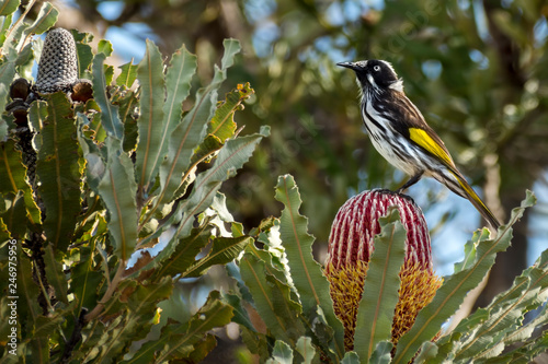 Obraz na płótnie New Holland Honeyeater Phylidonyris novaehollandiae on a banksia Flower w salonie
