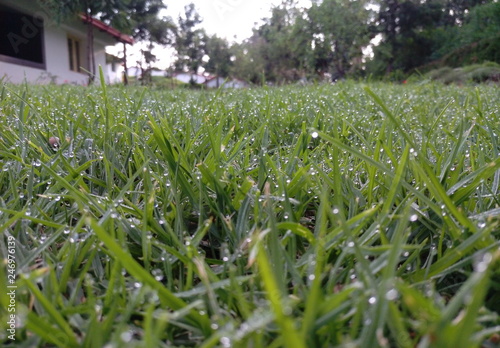 Grass in garden