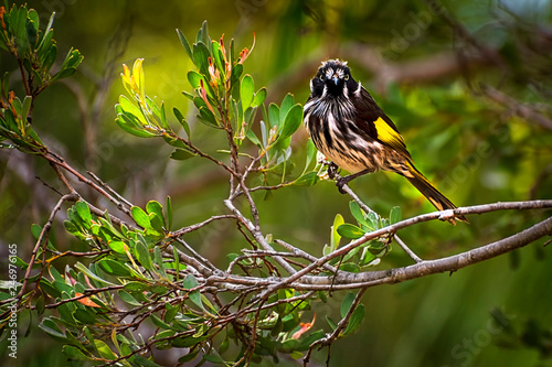 New Holland Honeyeater Phylidonyris novaehollandiae - australian bird photo