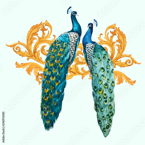Watercolor peacock vector composition