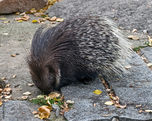 South african porcupine in its enclosure photo